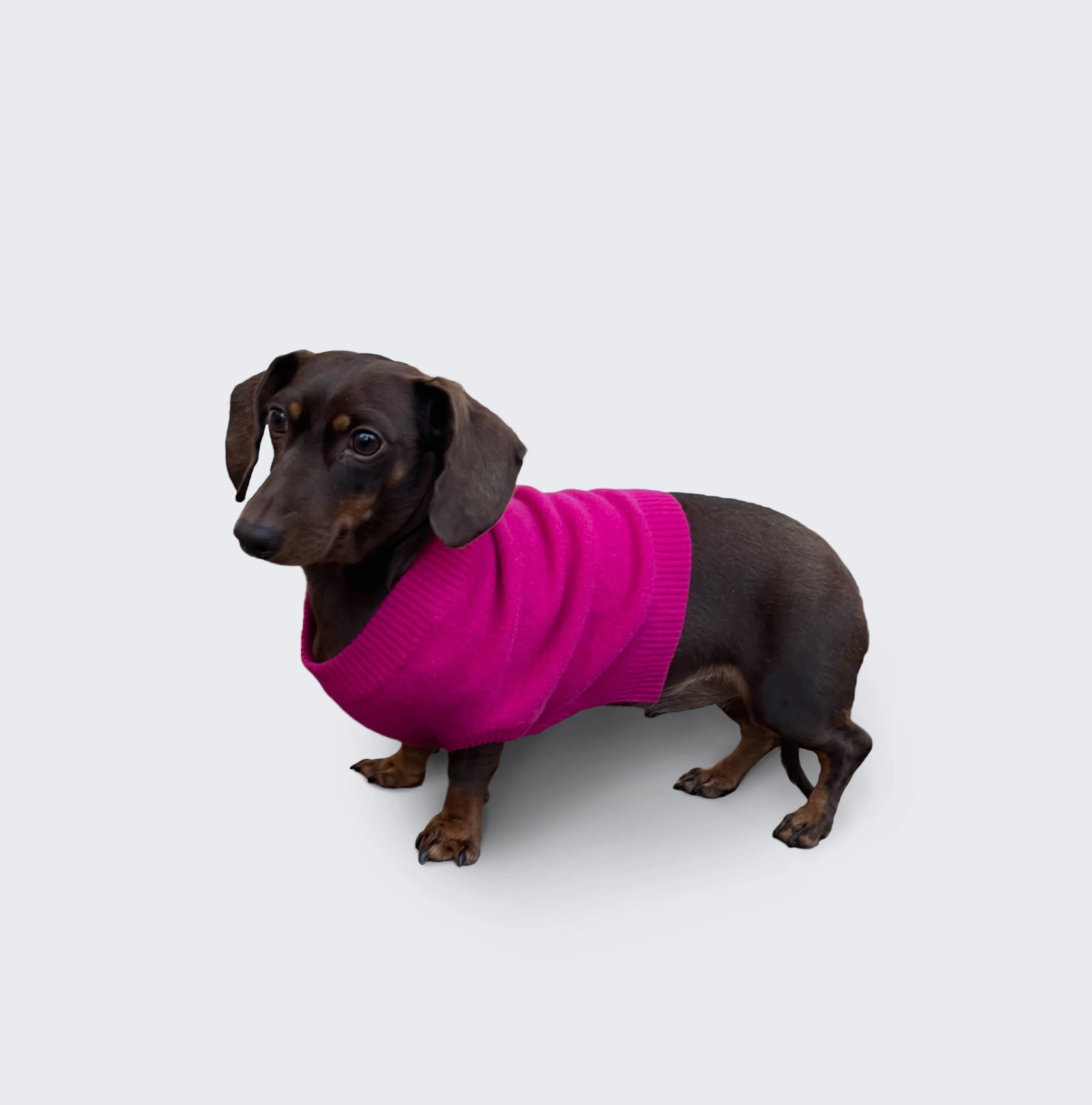 Cashmere Dog Sweater